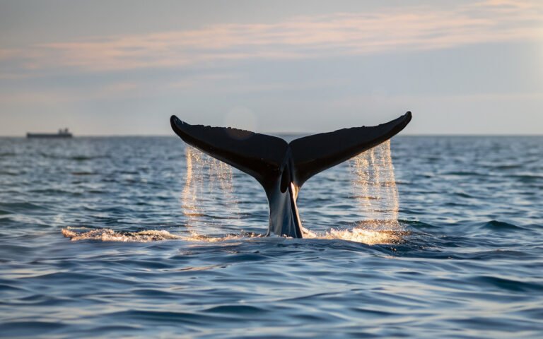 Chubut lanza la temporada de ballenas