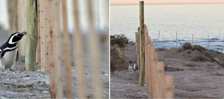 Imputan a empresario tras la destrucción de nidos y muerte de pichones de Pingüinos de Magallanes