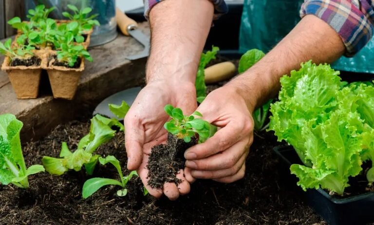 Invitan a un taller de huerta familiar