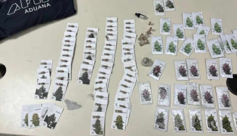 Tour de compras recargado: quiso entrar con 1.600 semillas de marihuana al país