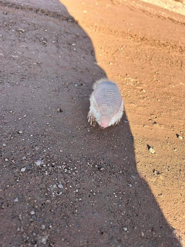 Iba caminando y se topó con un raro animal en peligro de extinción