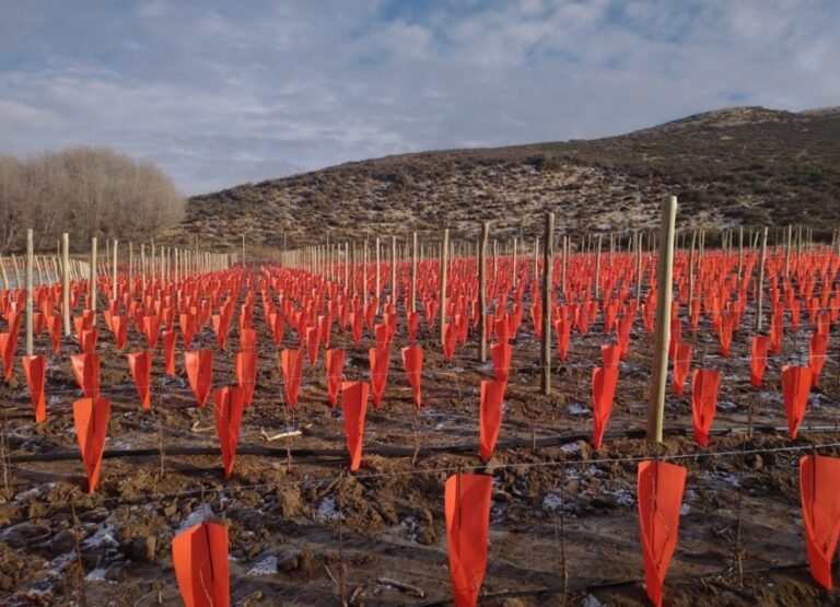 Avanza el proyecto de viñedos en “Pampa del Castillo”