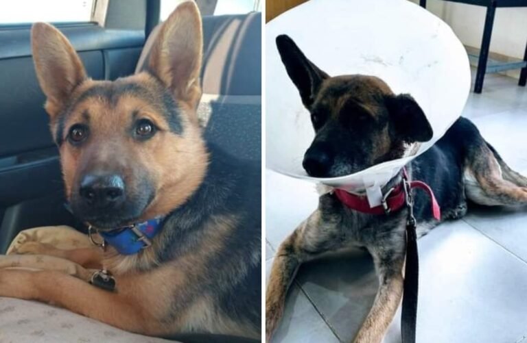 Buscan un hogar para Moro y Mia