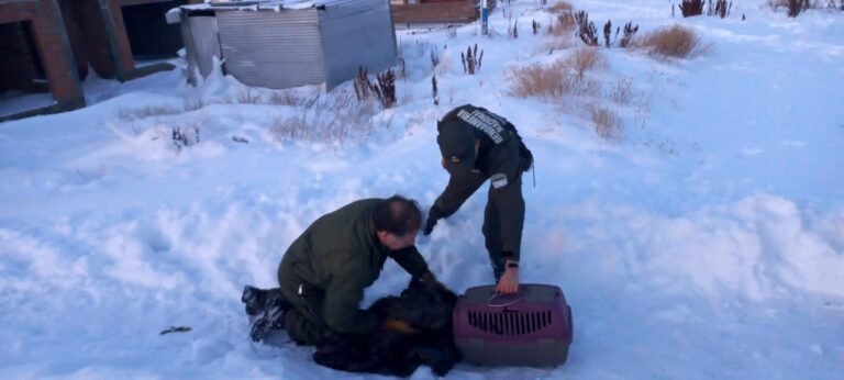 Encuentran y rescatan un águila atrapada en medio de la nieve