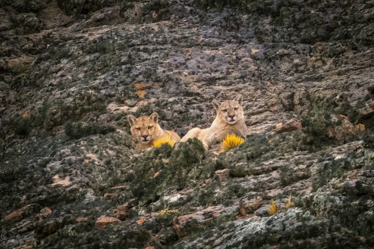 De Suecia a la Patagonia con un objetivo: avistar pumas