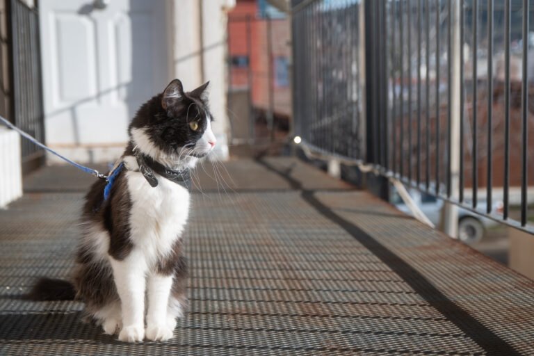 Cómo acceder al servicio de esterilización y vacunación antirrábica gratuita