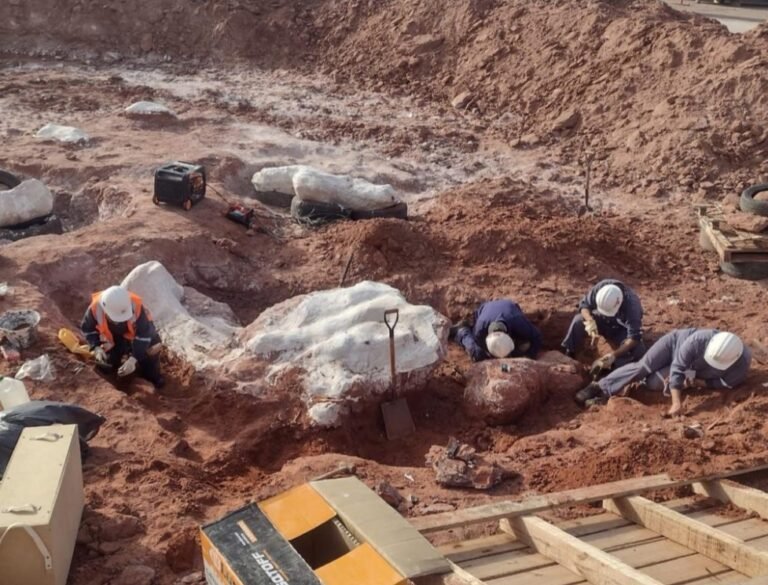 Rescate de fósiles de dinosaurio en Vaca Muerta: «Una de las piezas pesa 6 toneladas»