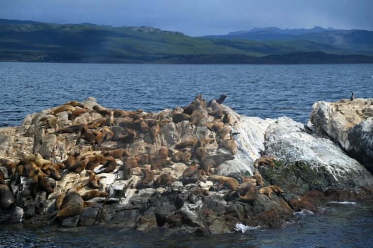 Se confirmó un caso positivo en mamíferos silvestres en Tierra del Fuego