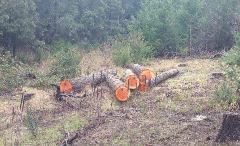 Evitaron una ocupación ilegal en una reserva forestal