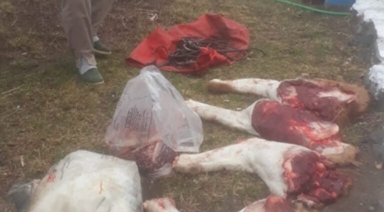 Circulaban con un guanaco faenado y armas