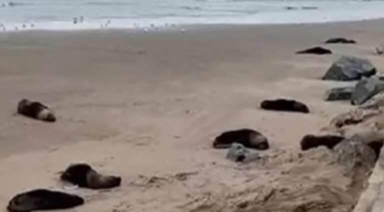 Investigan si la muerte de 40 lobos marinos fue por un brote de influenza aviar