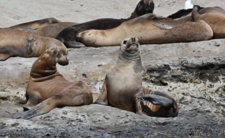 Gripe aviar en lobos marinos: suspenden actividades de buceo y kayacs en Pirámides
