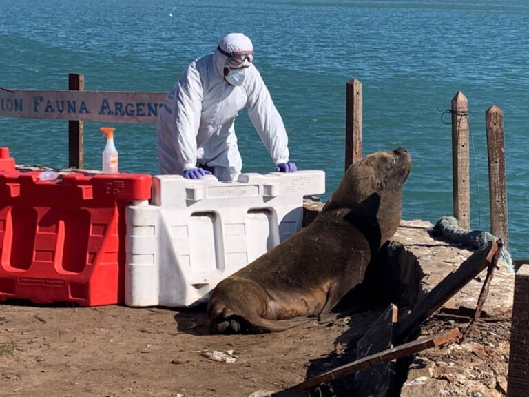 Se detectaron brotes de gripe aviar en lobos marinos en Chubut