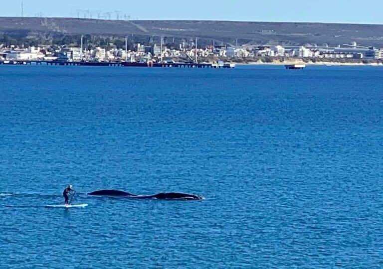 Una mujer a bordo de una tabla ahuyentó a una ballena con su cría