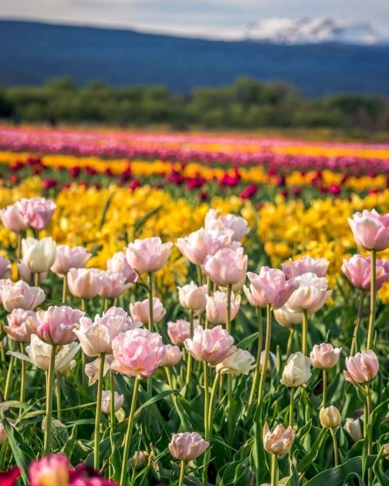 Comienza la temporada de tulipanes
