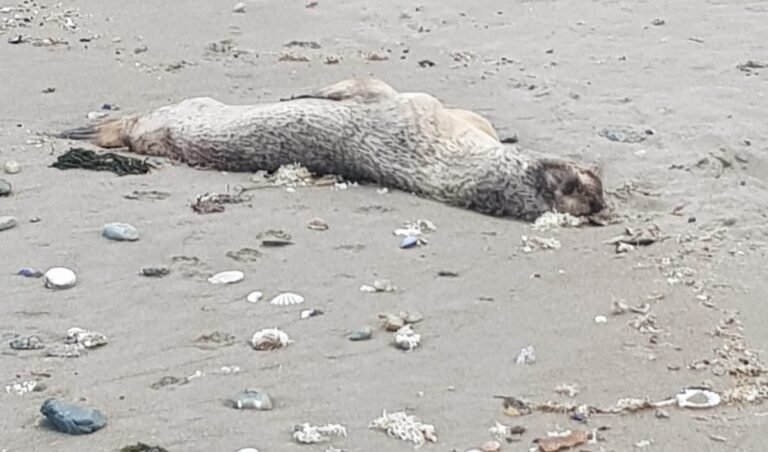 Gripe aviar: ante la preocupación en la zona, se dispuso el 103 para denuncias de casos sospechosos