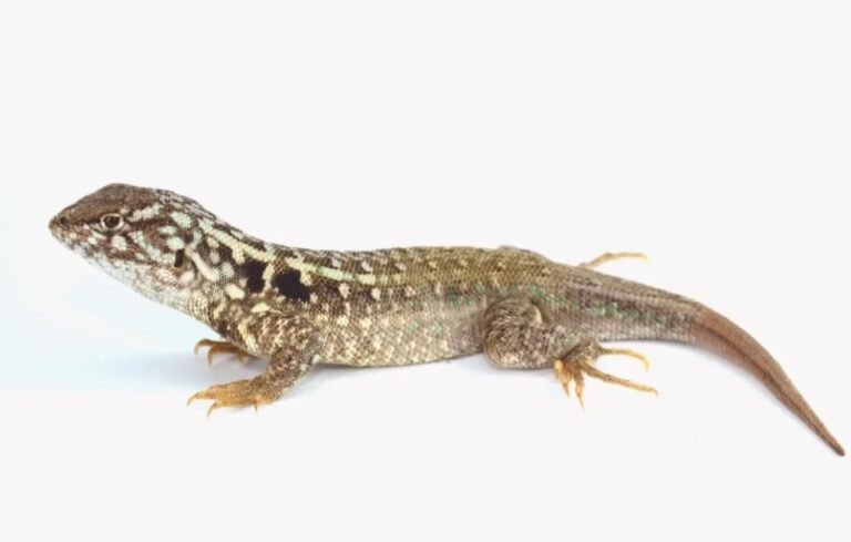 Cómo es la lagartija única en el mundo que encontraron en Vaca Muerta