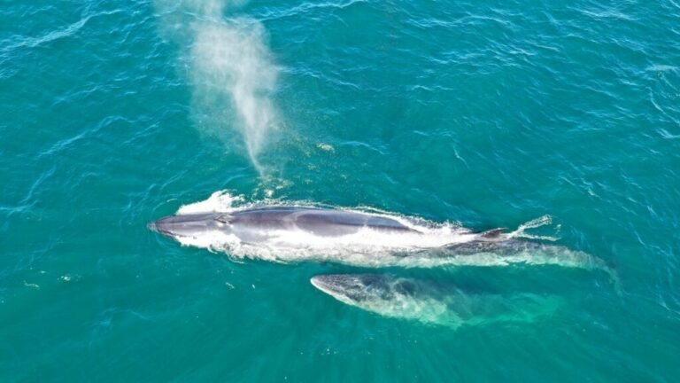 Trabajan en un proyecto para que en Comodoro y Rada Tilly se puedan realizar avistajes de Ballenas Sei