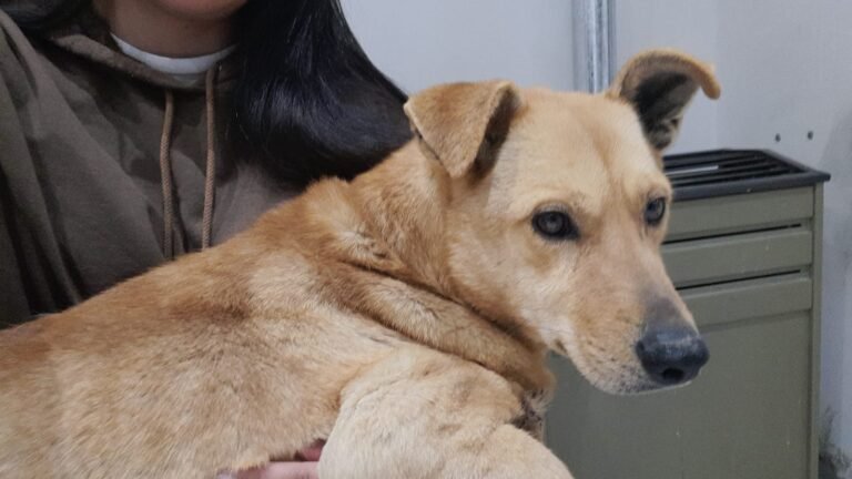 Juntan dinero para amputarle la pata a un perro atropellado