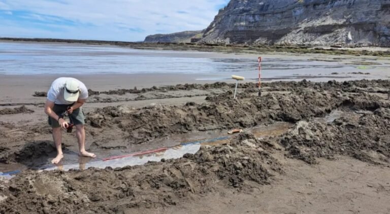 Impactante hallazgo: descubrieron huellas de un ave prehistórica gigante