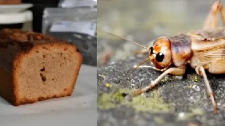 Buscan que se apruebe el consumo de insectos en Argentina