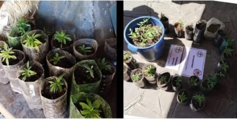 En un allanamiento por robo de electricidad encontraron 40 plantines de cannabis