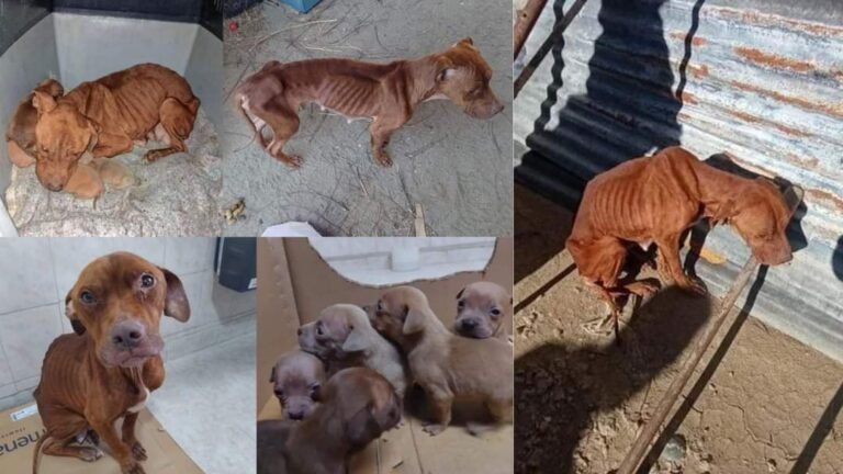 Comenzó la investigación por crueldad animal a Canela, la perrita rescatada