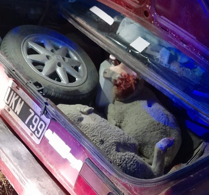 Circulaba con dos corderos en el automóvil