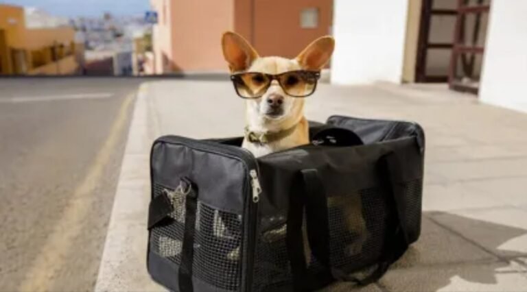 Se podrá viajar con mascotas en “La Trochita”