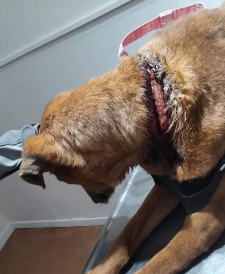 Rescatan a una perra víctima de crueldad animal