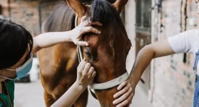 Encefalitis equina: confirman el primer muerto en el país