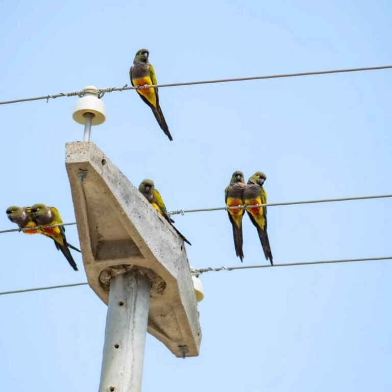 Cortes de energía en los kilómetros y Astra por presencia de loros en los cables