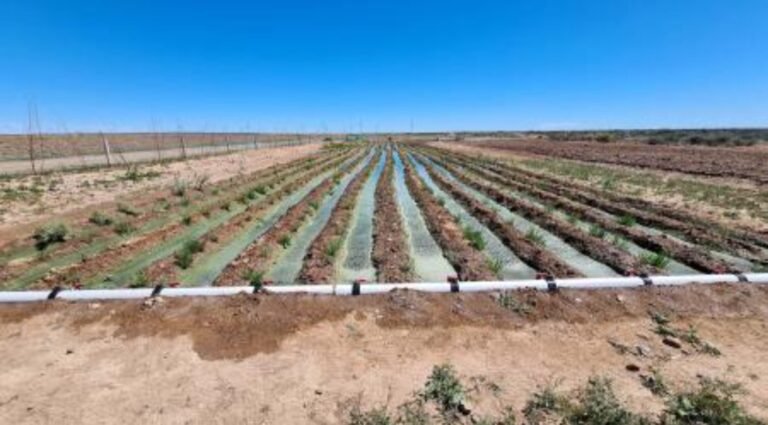Con el uso de un desecho industrial, producen “Espárragos de mar” para la gastronomía