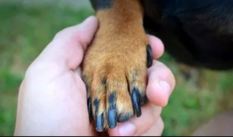 Debe trasladarse a Buenos Aires y realiza una rifa para llevar a sus animales rescatados