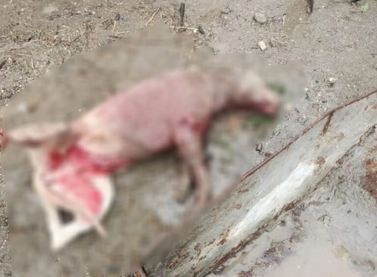 Una perra fue atacada por perros y vecinos realizaron la denuncia por maltrato animal