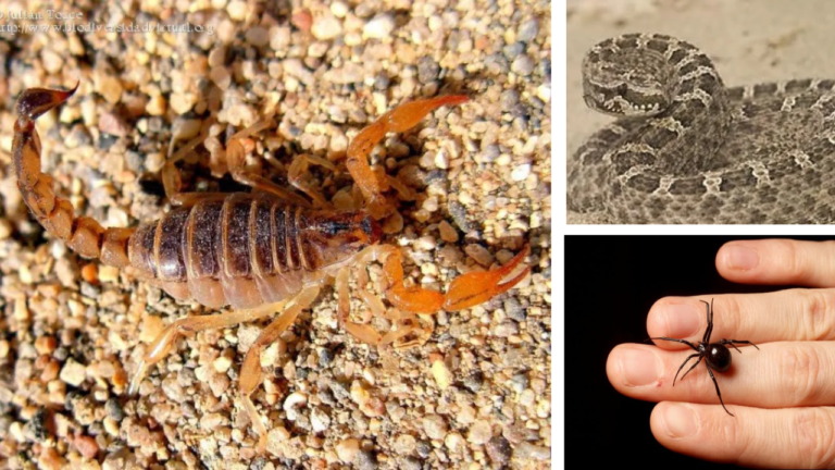 Animales ponzoñosos: recomendaciones para evitar mordeduras y picaduras
