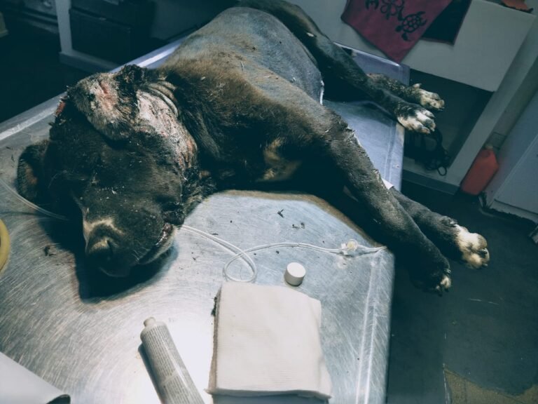 Ayuda para Apolo: lo atacaron los perros y necesitan cubrir los gastos de su curación