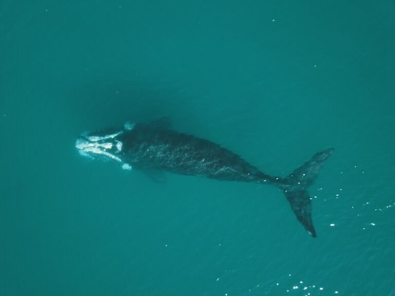 Chubut se prepara para recibir a las ballenas