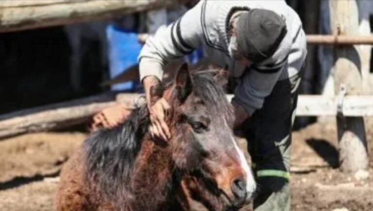 Dos niñas y un hombre están internados por posible cuadro de Encefalomielitis Equina