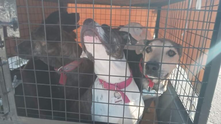 Logró mudarse con sus perros rescatados: hizo rifas, vendió todo y hasta fabricó un carro