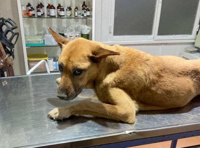 Buscan un perro donante para Clarita