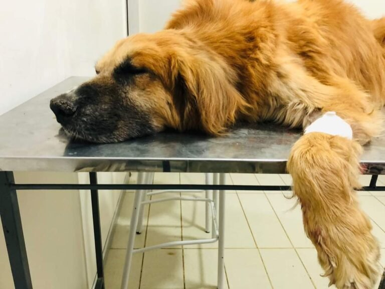 A Fito lo rescataron en pésimas condiciones y ahora buscan un hogar