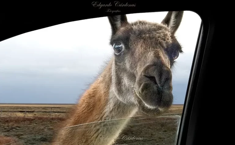 Es fotógrafo, se encontró con un guanaco en la Patagonia y las fotos se hicieron virales