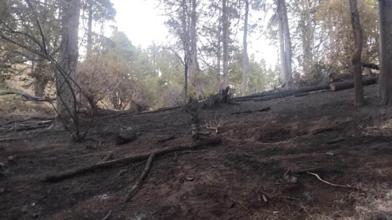Controlan dos incendios forestales en la zona de Trevelin