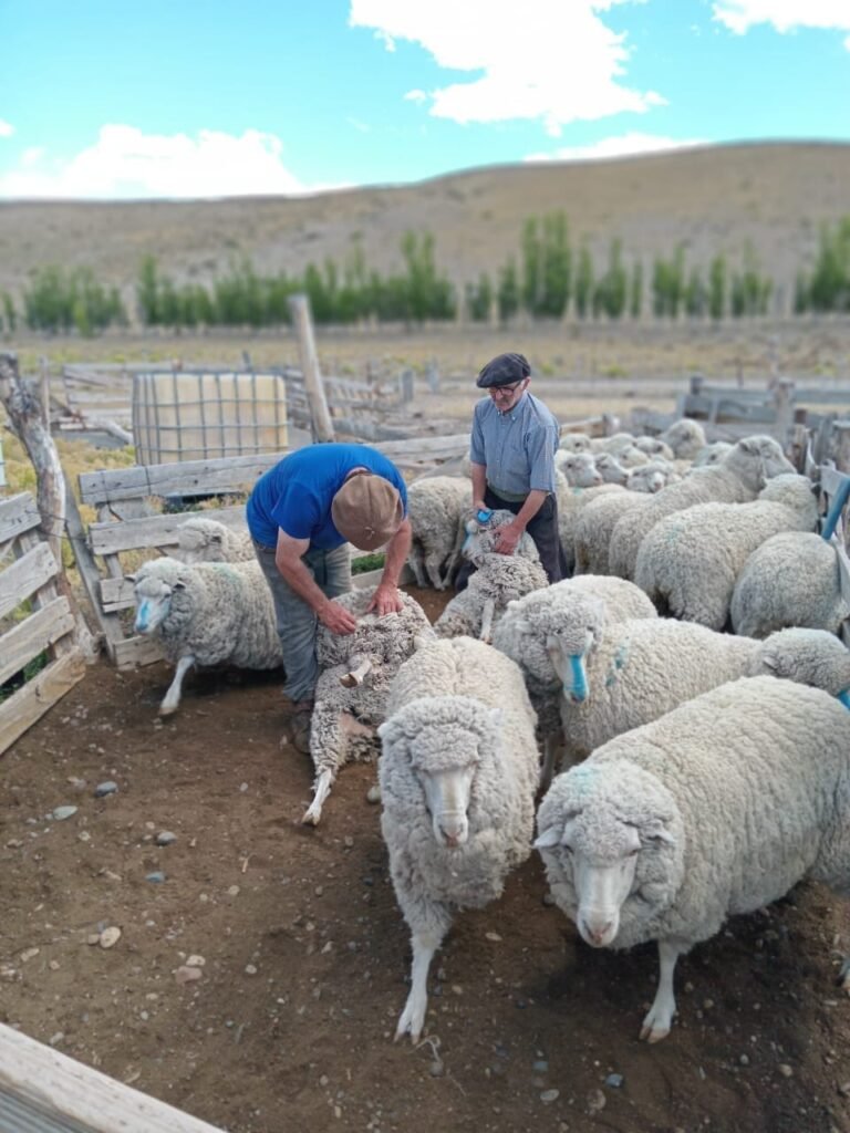 Invitan a participar de tres Fiestas Populares y de la Exposición Ovina de Esquel