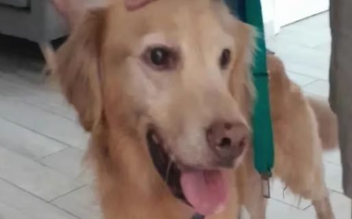 Un hombre abandonó a su perro para irse de vacaciones y los vecinos lograron rescatarlo
