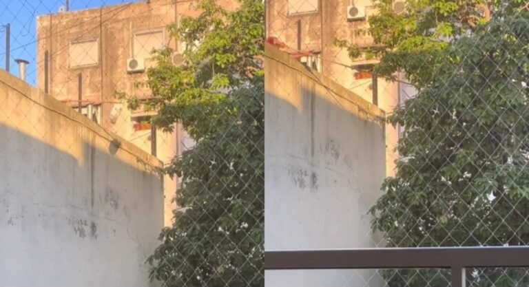 Grabó a sus vecinos cuando le intentaban robar paltas y fue viral