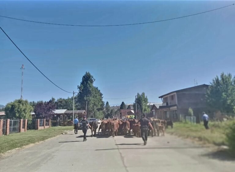 La policía arreó hasta la comisaría más de 30 vacunos sueltos en la ruta