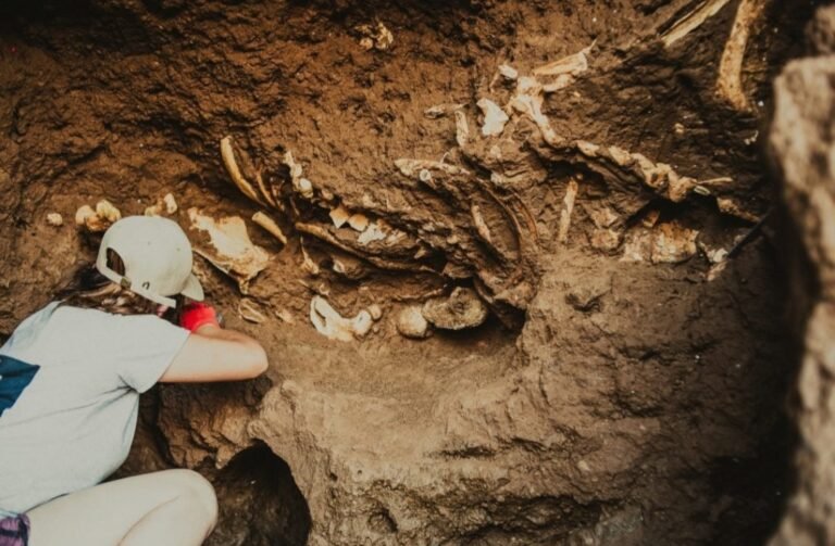 Encontraron una familia de perezosos terrestres gigantes en el sector costero