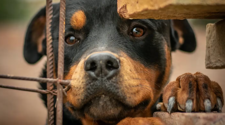 Un joven de 21 años fue devorado por sus cinco perros rottweiler cuando intentaba entrar a su casa